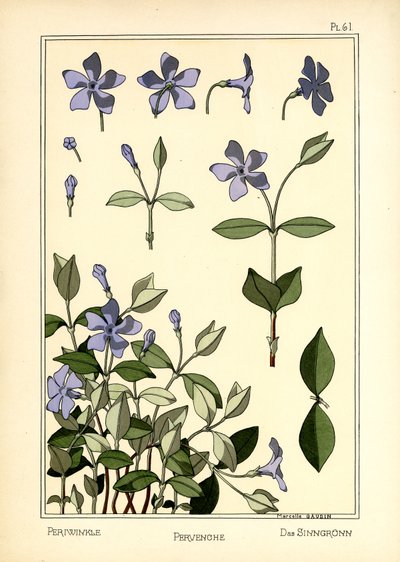 The Periwinkle by Marcelle Gaudin